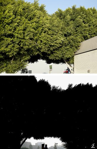 John MacLean Two and TwoTwo and Two — diptych photographed in 2009 on Olive Street, Los Angeles. Top image: afternoon light reveals a dense swathe of green trees stretching across the frame, with an industrial building at the bottom right. Street signs mark one-way traffic and Olive Street, while a young man rides a red and white motorbike beneath the branches. The scene feels bright and breezy. Bottom image: the same location viewed from the opposite side in the morning, shot contre-jour. The trees are silhouetted, pinpricks of light piercing the canopy. At the bottom centre, a silhouetted Black man stands beside the Olive Street sign, with faint buildings and foliage visible in the hazy distance. The lower photograph is near-monochrome, contrasting the colour and openness of the first image.