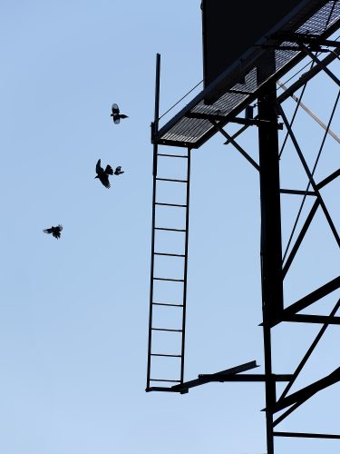 John MacLean Treeblack ladder against blue sky with magpie birds flying john maclean artist photographer London Tyburn Tree