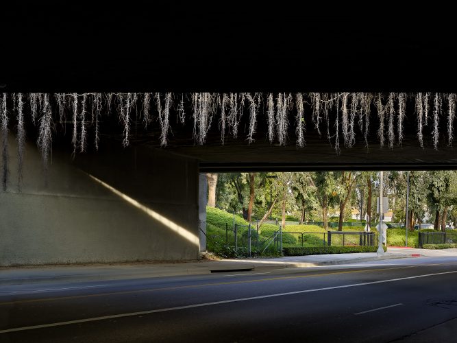 John MacLean CityWinter ivy hangs over dark freeway overpass with Los Angeles park in background, art photography by John MacLean UK photographer London based